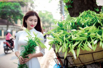 Tháng 4 gọi mùa hoa loa kèn tinh khôi xuống phố